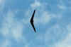 Adelboden11.jpg (17483 Byte)
